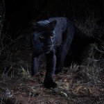 RARE LEOPARD – ‘BLACK PANTHER’ – SPOTTED IN AFRICA FOR THE FIRST TIME IN 100 YEARS